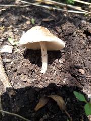 Agaricales