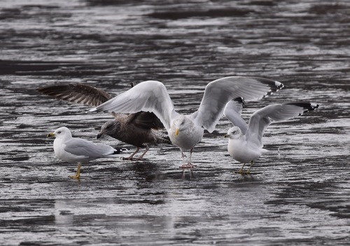 American Herring Gull｜美洲银鸥 参考照片