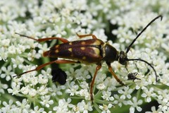 Typocerus velutinus