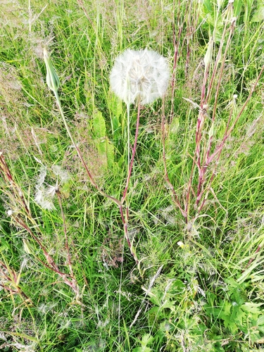 kozobrada lúčna (Tragopogon pratensis)