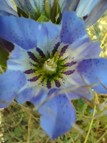 Gentiana spathacea, photograph 1