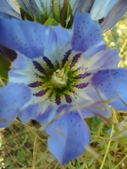 Gentiana spathacea, photograph (c) Irving Merino, some rights reserved (CC BY)