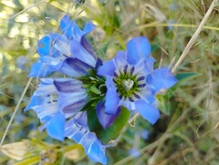 Gentiana spathacea