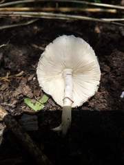 Agaricales
