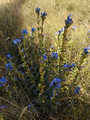 Gentiana spathacea, photograph (c) Irving Merino, some rights reserved (CC BY)