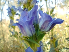 Gentiana spathacea, photograph (c) Irving Merino, some rights reserved (CC BY)