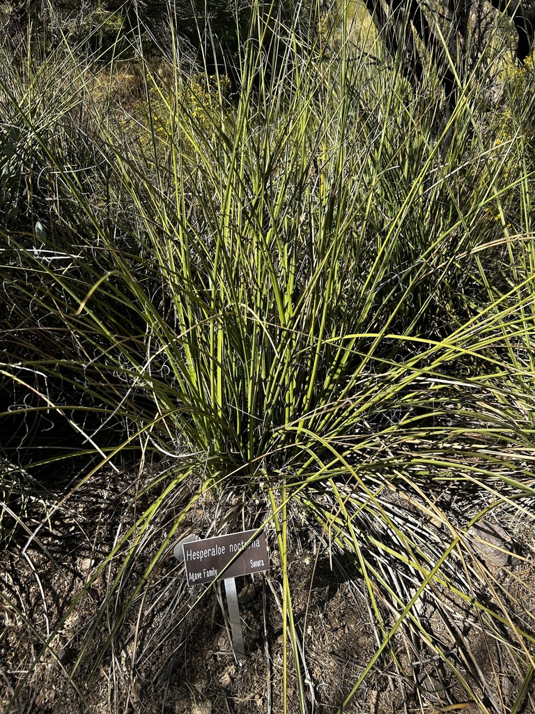 Hesperaloe nocturna Gentry 4