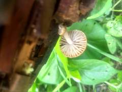 Agaricales