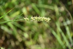 Cenchrus tribuloides