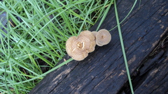 Fungi