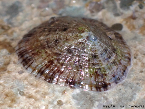 Mediterranean Limpet, photo 10 of 10