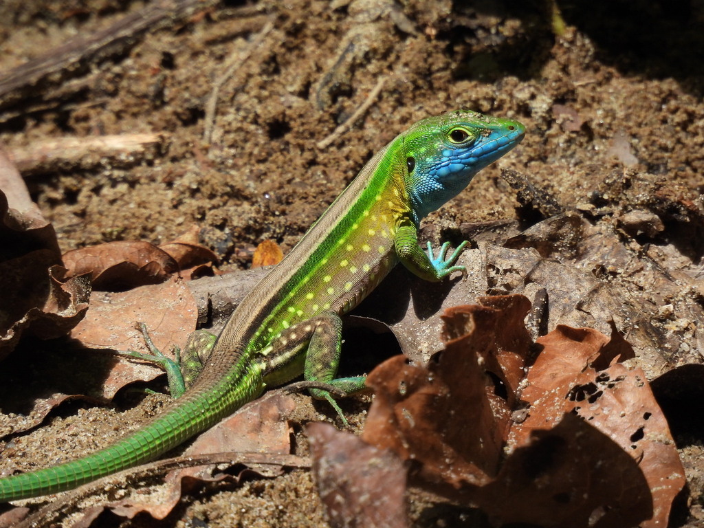 Gaige's Rainbow Lizard