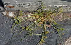 Cyperus squarrosus