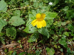 Erythranthe dentata