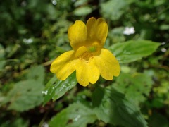 Erythranthe dentata