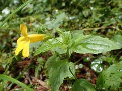 Erythranthe dentata