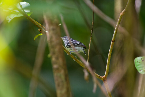 Guianan Streaked Antwren (Myrmotherula surinamensis), photo 10
