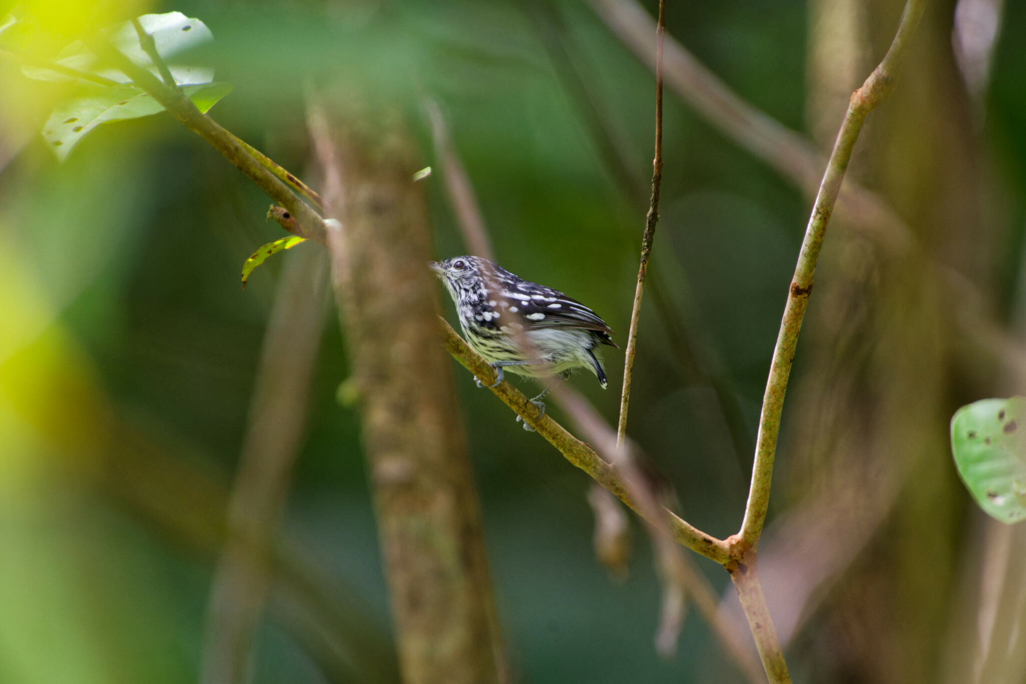 Guianan Streaked Antwren (Myrmotherula surinamensis), photo 7
