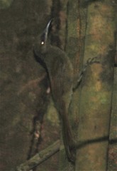 Dendrocolaptes sanctithomae image
