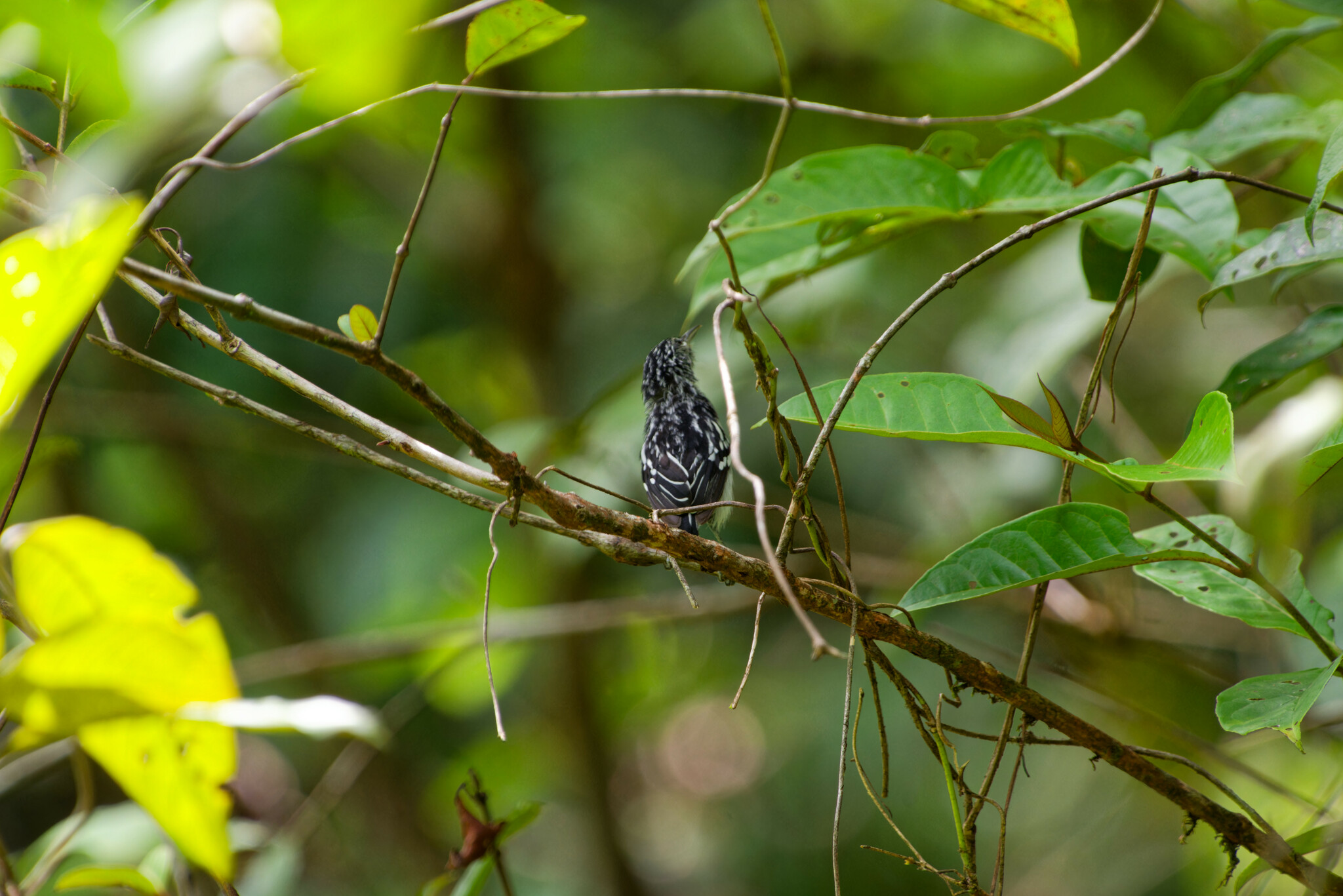 Guianan Streaked Antwren (Myrmotherula surinamensis), photo 8