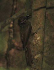 Dendrocolaptes sanctithomae