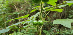 Cucurbitales