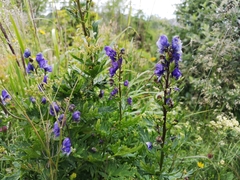 Aconitum firmum