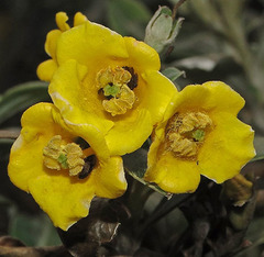 Columellia oblonga