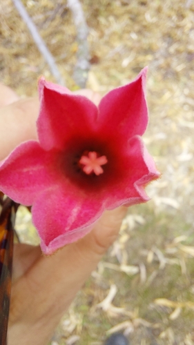 Brachychiton × excellens Guymer 2
