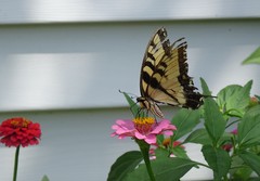 Papilio glaucus