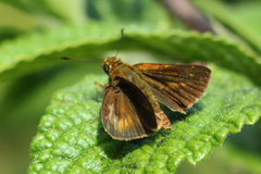 Synapte pecta
