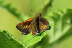 Synapte pecta