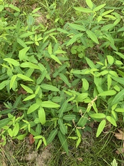 Desmodium paniculatum paniculatum