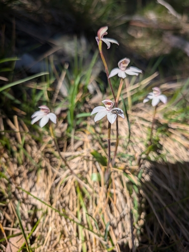 Image of Caladenia alpina by (c) Michael Nash, some rights reserved (CC BY)
