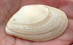 Tellinidae
