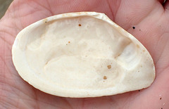 Tellinidae