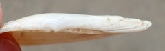Tellinidae