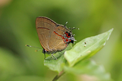 Calycopis isobeon