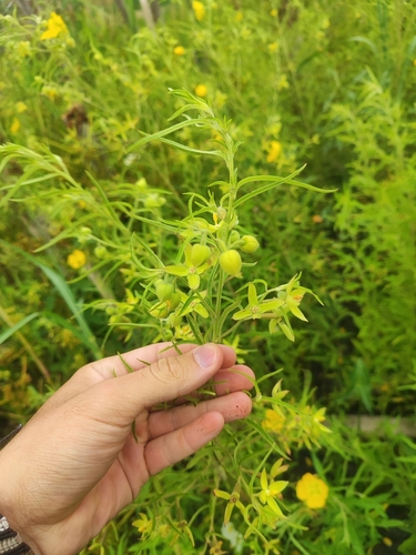 Image of Ludwigia bonariensis by (c) Nico Yak, some rights reserved (CC BY)