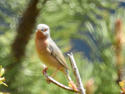 Western Subalpine Warbler, 06420 Valdeblore, France, photo 9 of 10
