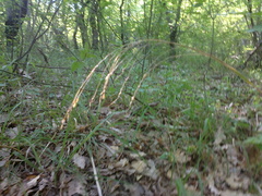 Piptatherum holciforme