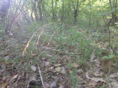 Piptatherum holciforme