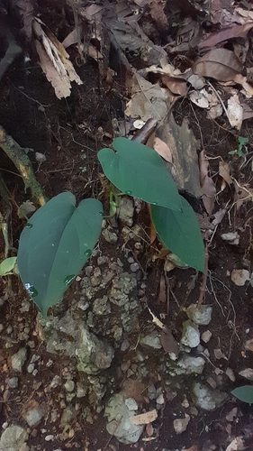 Foto de Singônio