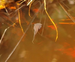 Callimedusa ecuatoriana