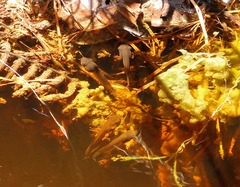 Callimedusa ecuatoriana