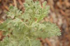 Senecio viscosus