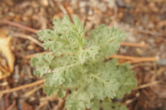 Senecio viscosus
