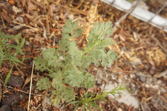 Senecio viscosus