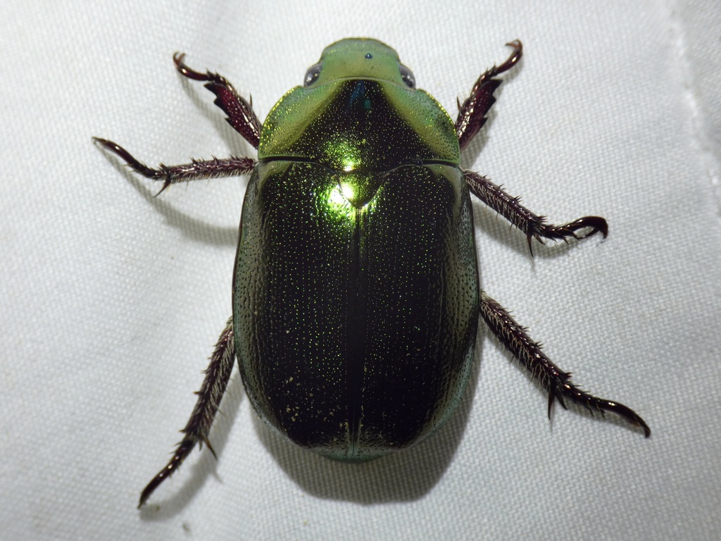 Anoplognathus aeneus