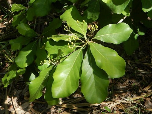 Vavaea amicorum observed 2024-11-10